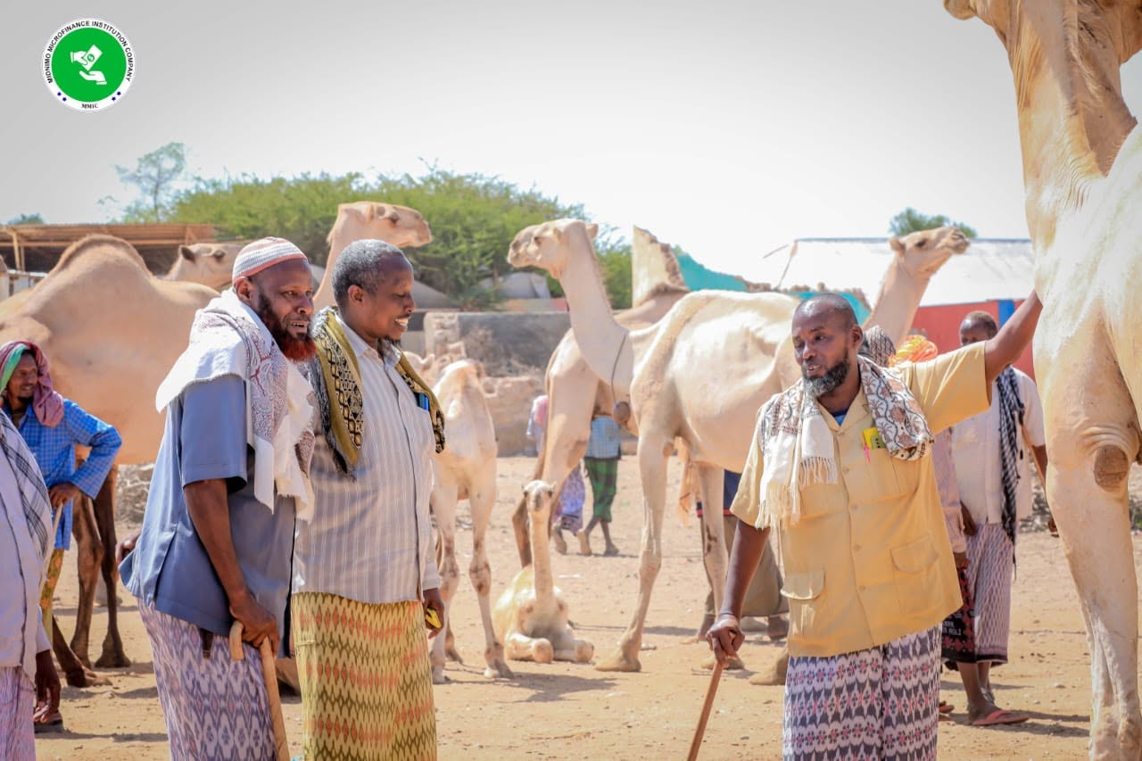 Sawirka maalgelinta xoolaha
